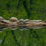 Turtles at Winton Woods